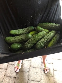 cucumber harvest